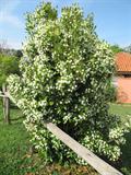 spanish cherry,brazilian cherry,grumixama,grumichama,eugenia dombeyi